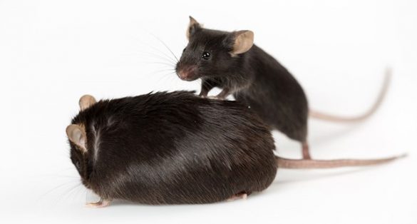germ free mice axenic mice